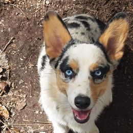 Skye - American Corgi
