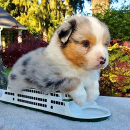 Darin - Blue merle male Australian Shepherd puppy in Olympia, Washington from Echelon Australian Shepherds