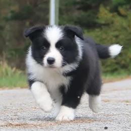 Border Collie Puppies from Top Notch Border Collies