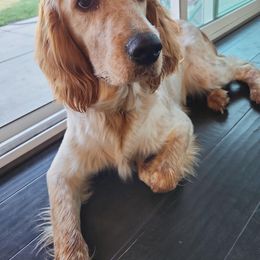 English Springer Spaniel All Grown Up from Wyoming Springer Spaniels