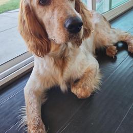 English Springer Spaniel All Grown Up from Wyoming Springer Spaniels