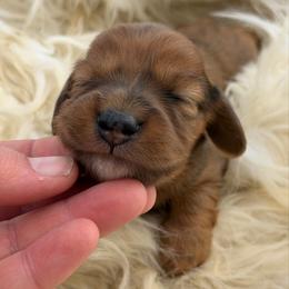 Murphy - Dapple male Dachshund puppy in Greenup, Kentucky from Tygart Creek Dachshunds