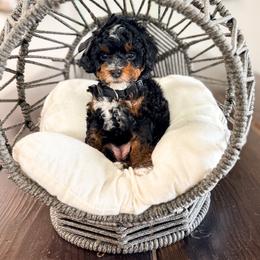 Sneezy - Tri-color female Bernedoodle puppy in West Haven, Utah from Split Mountain Doodles