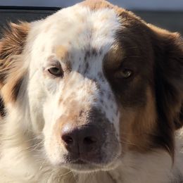 Rhys - English Shepherd