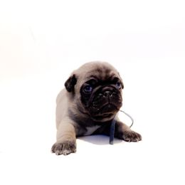 Hank (light blue collar) - Fawn male Pug puppy in Hereford, Arizona from Broken Road Ranch Pugs