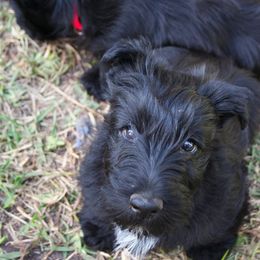 Poodle and Scottish Terrier Puppies from Conundrums Kennels