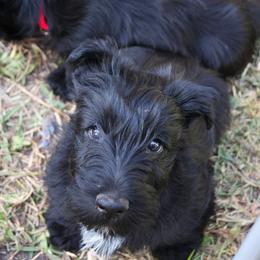 Poodle and Scottish Terrier Puppies from Conundrums Kennels