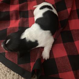 Dachshund Puppies from Holly’s Mini Weenies