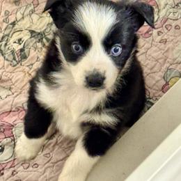 Black female - Black & white female Miniature Australian Shepherd puppy in Lemon Cove, California from Magic Ranch Mini Aussies