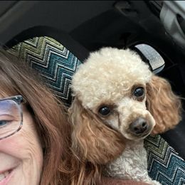 Peanut - Poodle