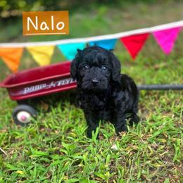 Nalo - male Cavapoochon puppy in Bullard, Texas from Cavapoochon Central LLC