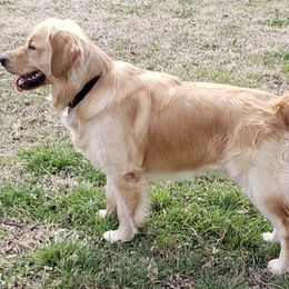 Golden Retrievers from Robertson Retrievers