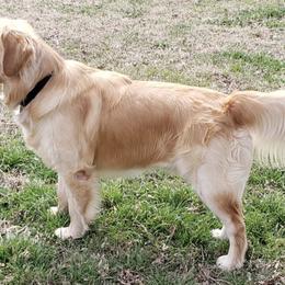 Golden Retrievers from Robertson Retrievers