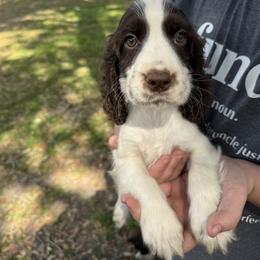 Max - Liver and white male English Springer Spaniel puppy in Williston, Florida from Bizzy Farms English Springer Spaniels
