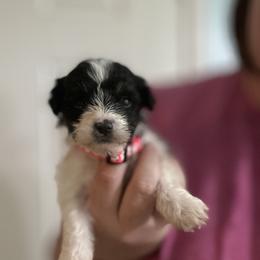 Goldendoodle and Maltipoo Puppies from Double J Doodle Farm