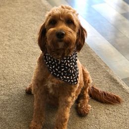 Lola  - Goldendoodle