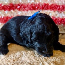 Bolt- blue boy - Black and white male Aussiedoodle puppy in Midlothian, Texas from Gray Doodles