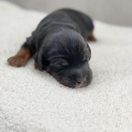 Australian Labradoodle Puppies from Liberty Hill Labradoodles