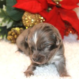 Rio - Blue merle male Miniature Australian Shepherd puppy in Ionia, Iowa from Sapphire Stables