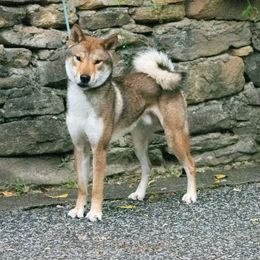 Ryuu - Shikoku
