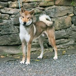 Ryuu - Shikoku