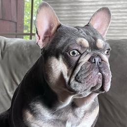 Whistler - French Bulldog