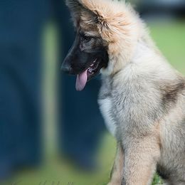 German Shepherd Puppies from Ca-She Shepherds