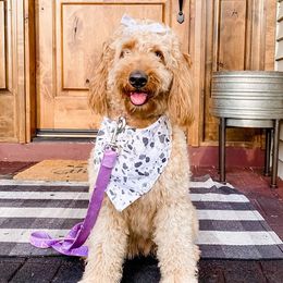 Goldendoodles from Goldendoodles by Design