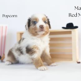 Popcorn - Red merle male Miniature Australian Shepherd puppy in Wooster, Ohio from Kari's Mini Aussies