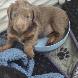 Mila - Fawn (Isabella) female Dachshund puppy in Homosassa, Florida from Foxies Doxies