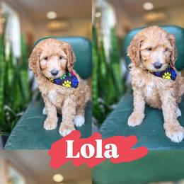 Lola - Red female Bernedoodle puppy in Wagener, South Carolina from Noble Friend Breeders LLC
