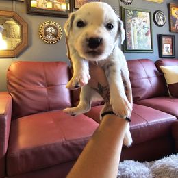 Black-LUA Longcoat - White and black female Dalmatian puppy in Salem, Missouri from Paradise Spots Dalmatians