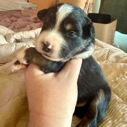 Ham - Black tri male Miniature Australian Shepherd puppy in Gatesville, Texas from Southern Promise Aussie’s