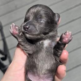 Janis - Lavender female Pomeranian puppy in Hooksett, New Hampshire from Granite State Pomeranians