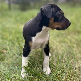 Rat Terrier Puppies from Hawthorne Terriers