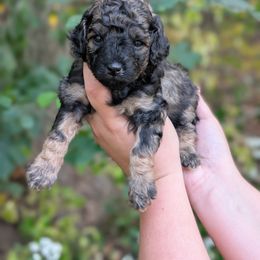 McChicken - Black and tan female Cavapoo puppy in Coshocton, Ohio from Forever Family Puppies