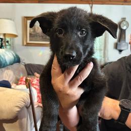 Girl 1 - Black female German Shepherd puppy in Londonderry, New Hampshire from Rusak Shepherds / Wiley Hill Shepherds