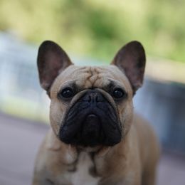 Jackson - French Bulldog