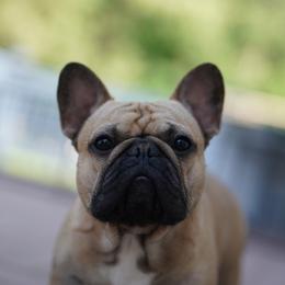 Jackson - French Bulldog