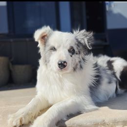 Poppy - Border Collie
