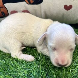 Joseph - Cream male Dachshund puppy in Trenton, Kentucky from Promise Land Puppies