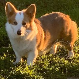 Sister - Pembroke Welsh Corgi