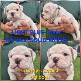 LIGHT BLUE - White male Bulldog puppy in Walhalla, South Carolina from Lowery's English Bulldogs