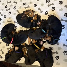 Doberman Pinscher Puppies from Ocean’s Breeze Doberman Pinschers
