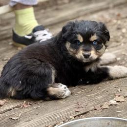 Gunner - Black tri male Miniature Australian Shepherd puppy in Patterson, North Carolina from DreamLine Aussies