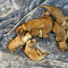 Australian Labradoodle Puppies from Kippy’s Farm Australian Labradoodles