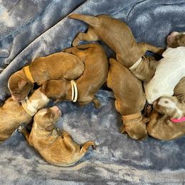 Australian Labradoodle Puppies from Kippy’s Farm Australian Labradoodles
