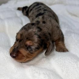 Hannah - Dapple female Dachshund puppy in San Diego, California from Enchantables