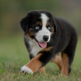 Kelpie - Black tri male Miniature Australian Shepherd puppy in Hartman, Arkansas from Southern Edition Aussies