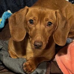 Autumn - Dachshund